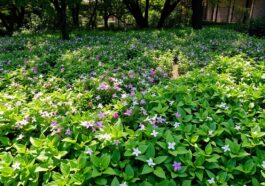 Bodendeckerpflanzen im Garten – schön anzusehen