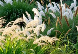 Ziergräser im Garten – pflegeleicht und schön